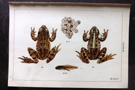 Gordon C1900 Antique Print. Common Frog, Spawn, Tadpole, Edible Frog 30