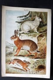 Gordon C1900 Antique Print. Common & Mountain Hare, Rabbit 14