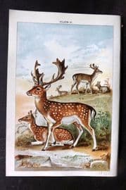 Gordon C1900 Antique Print. Fallow Deer 17