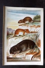Gordon C1900 Antique Print. Field, Water & Bank Vole 13