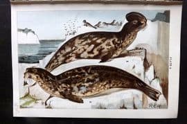 Gordon C1900 Antique Print. Grey Seal & Hooded Seal 09