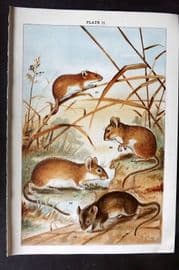 Gordon C1900 Antique Print. Harvest, Wood & Yellow Necked Mouse 11