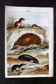 Gordon C1900 Antique Print. Hedgehog, Mole, Shrew 04