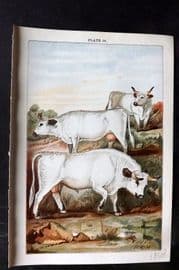 Gordon C1900 Antique Print. Park Cattle 15.