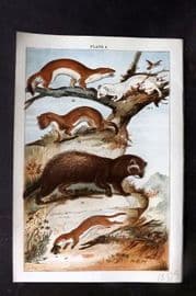 Gordon C1900 Antique Print. Polecat, Stoat, Weasel 06