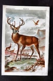 Gordon C1900 Antique Print. Red Deer 16