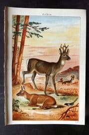 Gordon C1900 Antique Print. Roe Deer 18