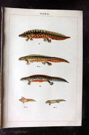 Gordon C1900 Antique Print. Smooth Newt 33