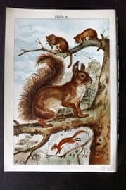 Gordon C1900 Antique Print. Squirrel, Dormouse 10.