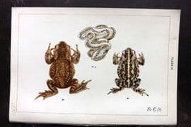 Gordon C1900 Antique Print. Toad, Spawn & Natterjack 31