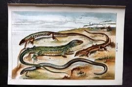 Gordon C1900 Antique Print. Viviparous, Sand & Green Lizard 28