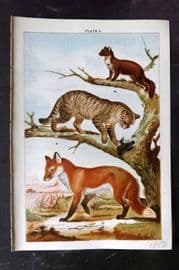 Gordon C1900 Antique Print. Wild Cat, Fox, Pine Marten 05