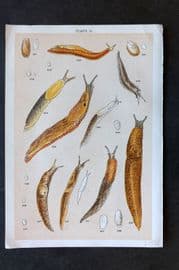 Gordon C1900 Antique Sea Life Print - 18