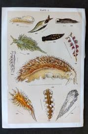 Gordon C1900 Antique Sea Life Print - 31