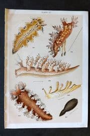 Gordon C1900 Antique Sea Life Print - 32
