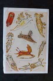 Gordon C1900 Antique Sea Life Print - 33