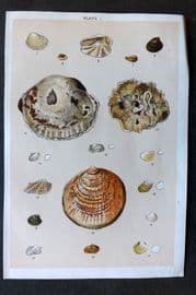 Gordon C1900 Antique Shell Print - 01