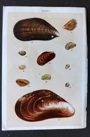 Gordon C1900 Antique Shell Print - 02