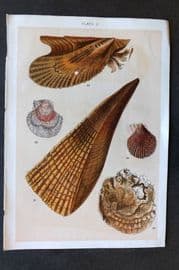 Gordon C1900 Antique Shell Print - 03