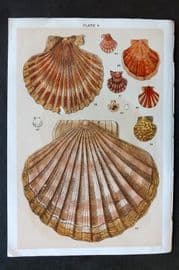 Gordon C1900 Antique Shell Print - 04