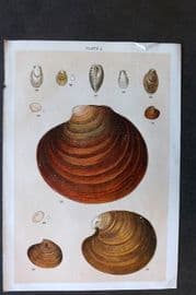 Gordon C1900 Antique Shell Print - 05