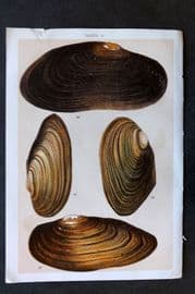 Gordon C1900 Antique Shell Print - 06