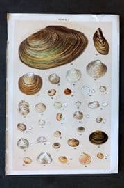 Gordon C1900 Antique Shell Print - 07