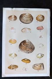 Gordon C1900 Antique Shell Print - 08