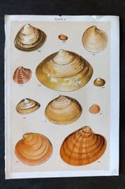 Gordon C1900 Antique Shell Print - 09