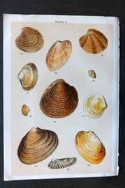 Gordon C1900 Antique Shell Print - 10