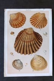 Gordon C1900 Antique Shell Print - 11