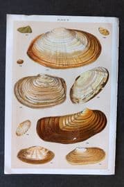 Gordon C1900 Antique Shell Print - 12