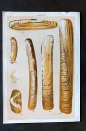 Gordon C1900 Antique Shell Print - 13