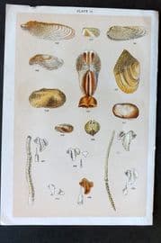 Gordon C1900 Antique Shell Print - 14