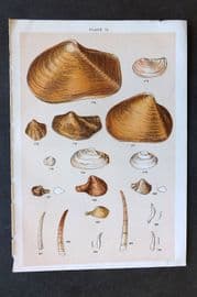 Gordon C1900 Antique Shell Print - 15