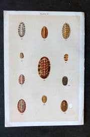 Gordon C1900 Antique Shell Print - 16
