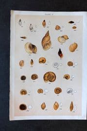 Gordon C1900 Antique Shell Print - 17