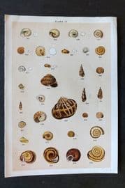 Gordon C1900 Antique Shell Print - 19