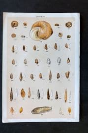Gordon C1900 Antique Shell Print - 20
