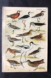 Gordon C1900 Bird Print. Avocet, Stilt, Phalarope, Woodcock, Snipe, Sandpiper 27