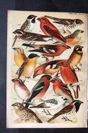 Gordon C1900 Bird Print. Bullfinch, Grosbeak, Crossbill, Bunting 08