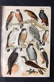 Gordon C1900 Bird Print. Buzzard, Falcon, Hobby, Kestrel, Osprey 16
