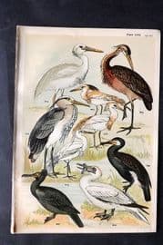 Gordon C1900 Bird Print. Cormorant, Heron, Shag, Egret 17