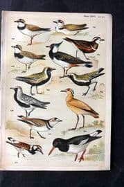 Gordon C1900 Bird Print. Courser, Dotterel, Plover, Turnstone, Oystercatcher 26