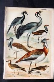 Gordon C1900 Bird Print. Crane, Bustard, Curlew, Pratincole 25