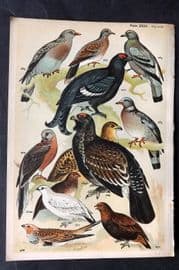 Gordon C1900 Bird Print. Doves, Passenger Pigeon - Extinct, Grouse 23