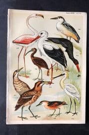 Gordon C1900 Bird Print. Flamingo, Ibis, Spoonbill, Heron, Bittern 18