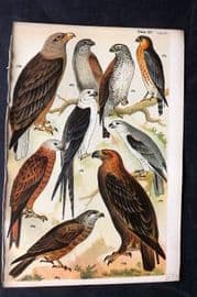 Gordon C1900 Bird Print. Golden Eagle, Goshawk, Sparrow Hawk, Kite 15