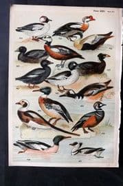 Gordon C1900 Bird Print. Goldeneye, Duck, Eider, Merganser, Scoter 22