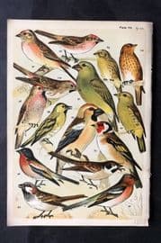 Gordon C1900 Bird Print. Goldfinch, Canary, Linnet, Redpoll, Brambling 07